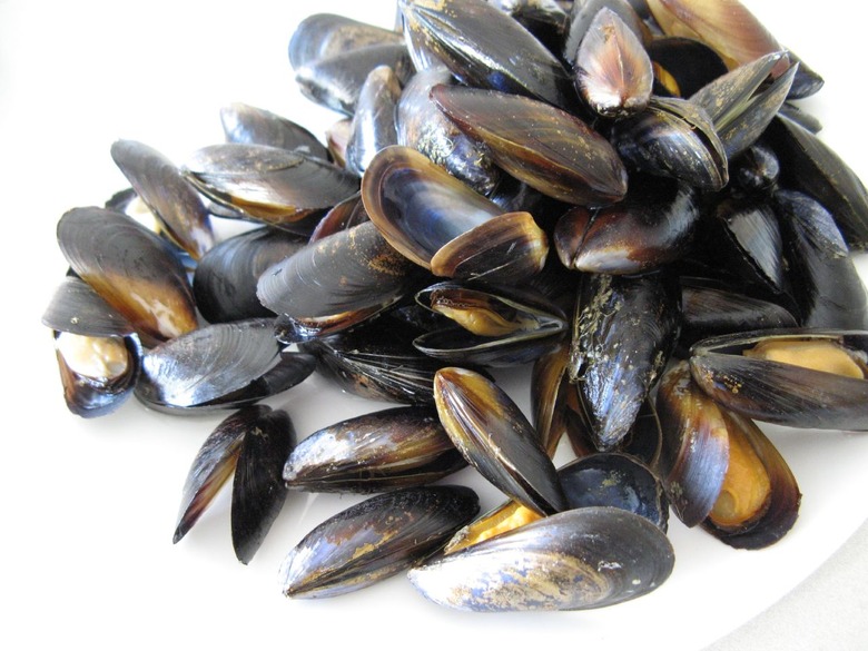 Mussels